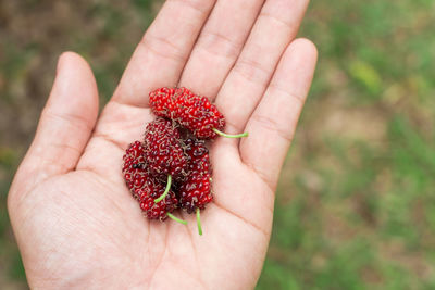 Cropped image of hand holding strawberry