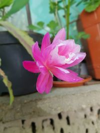 Close-up of pink flowering plant