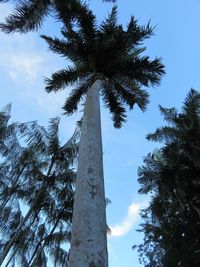 Low angle view of palm trees against sky