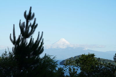 Low angle view of trees on mountain against sky