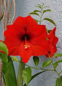 Close-up of red hibiscus on plant