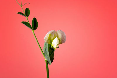 Close-up of plant against red background