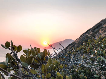 Scenic view of flowering plants against sky during sunset