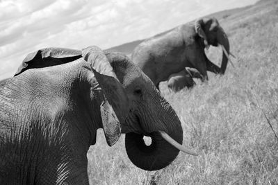 Elephant in a field