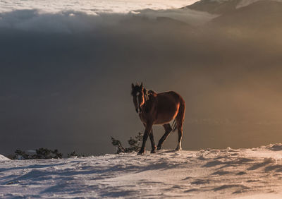 View of a horse on snow covered field