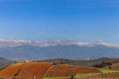 Scenic view of agricultural field against sky