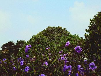 Purple flowers blooming in field