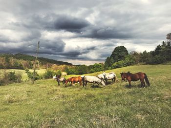 Cows grazing on field against sky