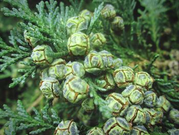 Close-up of flower buds growing outdoors