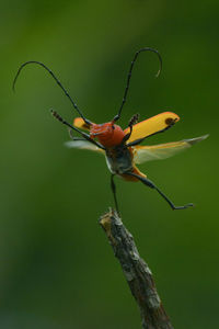 Close-up of insect on plant