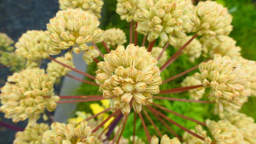 Close-up of flowering plant