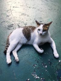 Portrait of cat resting on floor