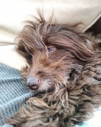 Close-up of a dog looking away