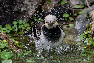 Close-up of bird drinking water