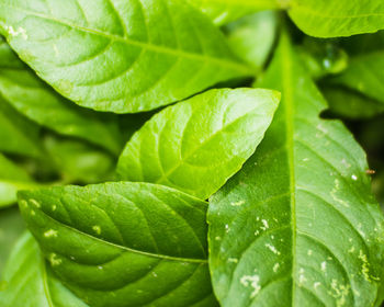 Close-up of wet leaves