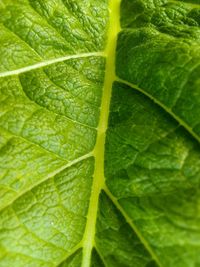 Full frame shot of wet leaf