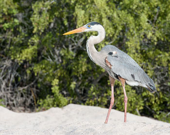 Heron perching on sand