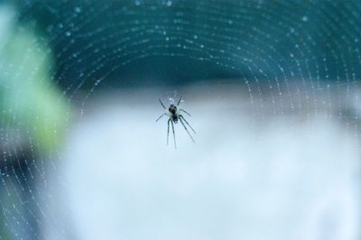 Close-up of spider on web