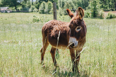 Horse standing on field