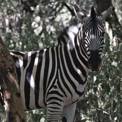 View of a zebra