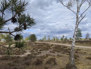 Trees on field against sky