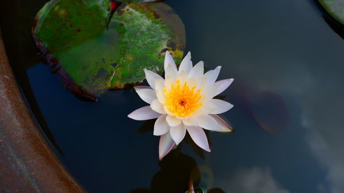 Close-up of lotus water lily in lake