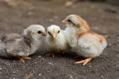 Close-up of young birds