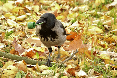Crow-bird playing with green bottle cap on meadow