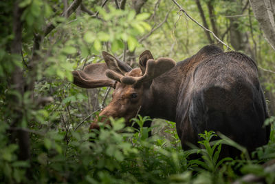 Bull moose in a forest