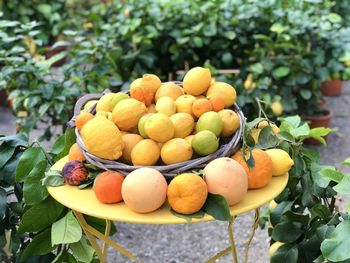 Close-up of fruits on plant