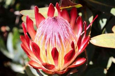 Close-up of pink lotus water lily