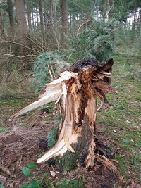 Close-up of tree stump in forest