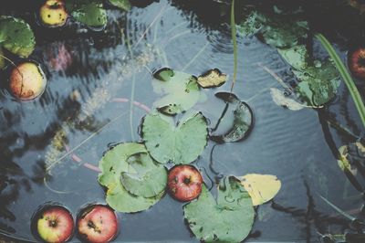 High angle view of fruits and leaves floating on lake