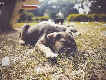 Dog sleeping on grass
