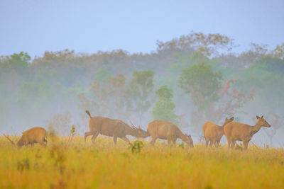 Horses in a field