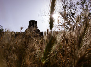 Low angle view of plants on field against clear sky