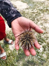 Low section of man holding sea urchin at beach