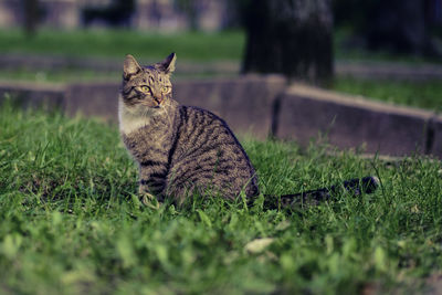 Close-up of cat sitting on grass