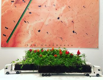 Potted plants on wall