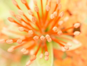 Close-up of water drops on flowering plant