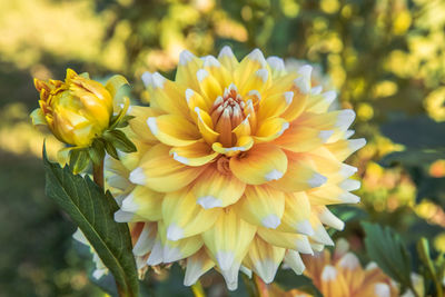 Close-up of yellow flowering plant