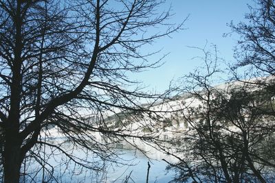 Low angle view of trees against clear sky