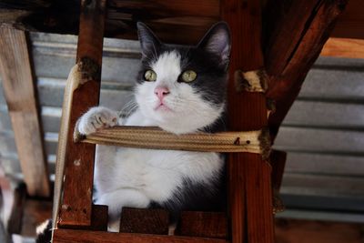 Close-up portrait of cat on wood