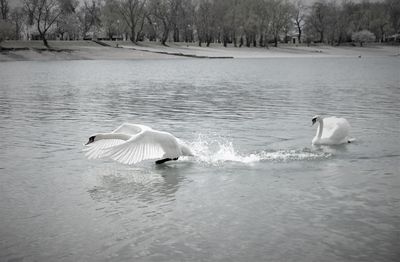 View of swans swimming in lake