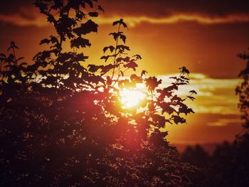 Silhouette tree against sky during sunset