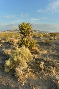 Mojave desert valley plants mountain range landscape pahrump, nevada,usa