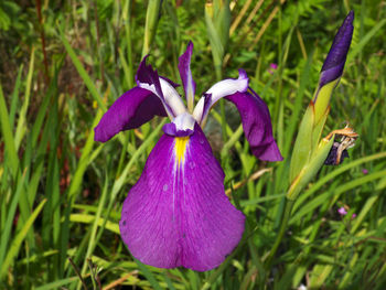Close-up of purple iris blooming outdoors