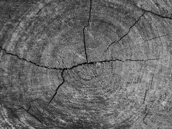 Full frame shot of leaf