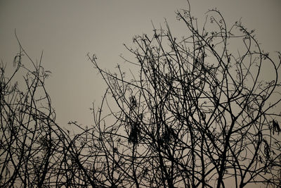 Low angle view of bare tree against clear sky