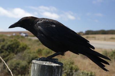 Close-up of raven perching on wooden post against sky